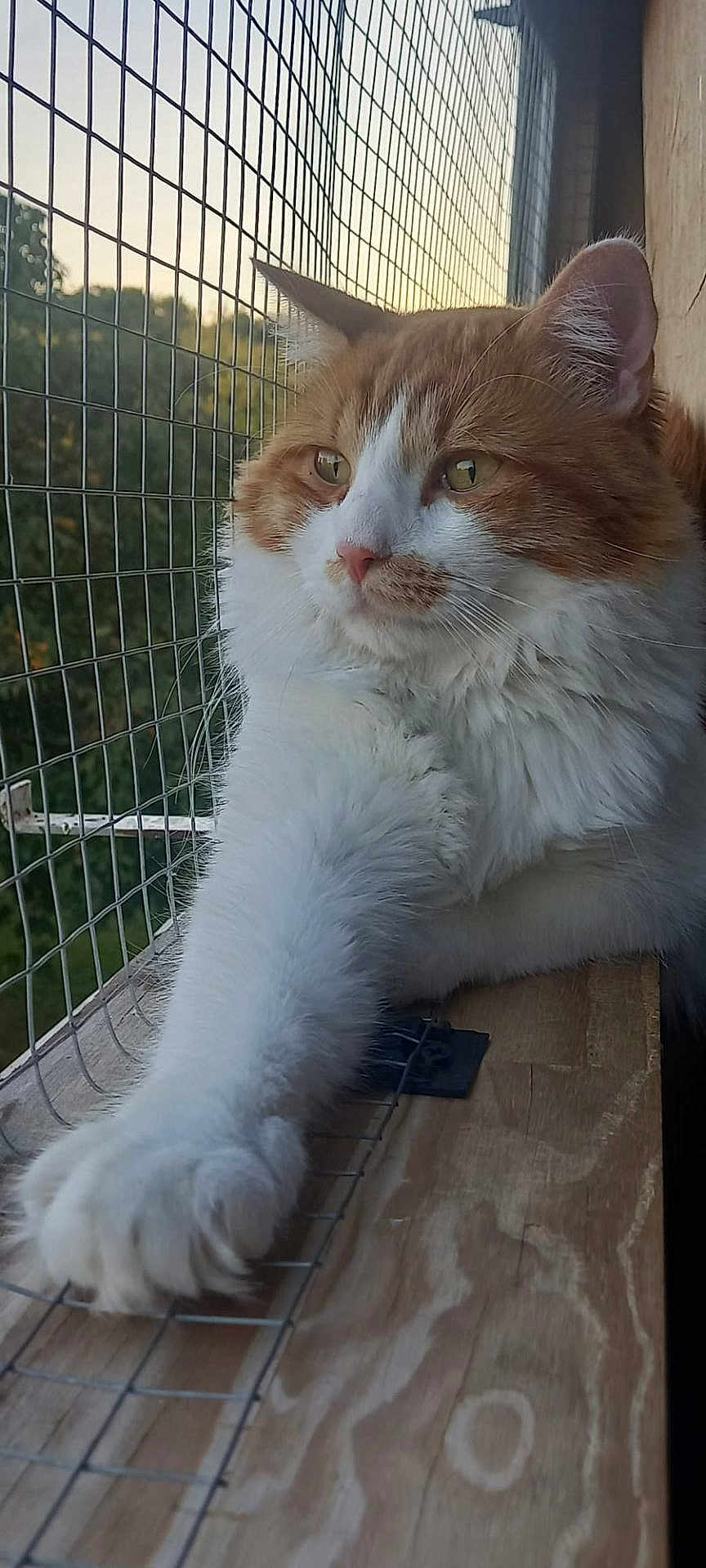 Saba