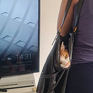 Saba participe au concours pour gagner de l'argent avec cette photo : cat, bag, person, shoulder, leather, orange_cat, white_cat, indoor, television, furniture, curious, pet, face, looking, home, casual_clothing, black_bag, purple_shirt, electronics, relaxing