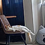 Saba a rejoint le concours — aidez-le/la à gagner de superbes lots ! cat, chair, indoor, pet, sleeping, furniture, curtain, floor, relaxing, cozy, orange_and_white_cat, cat_bed, modern_chair, home, tile_floor, resting, domestic_animal, whiskers, tail, window