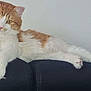 Saba a rejoint le concours — aidez-le/la à gagner de superbes lots ! cat, orange_cat, white_cat, fluffy_fur, pet, feline, relaxed, lounging, couch, leather_couch, indoor, paw, whiskers, ears, yellow_eyes, stretching, closeup, animal, domestic_cat, house_pet