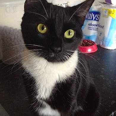 Kitty is registered to the contest to win money with this photo: