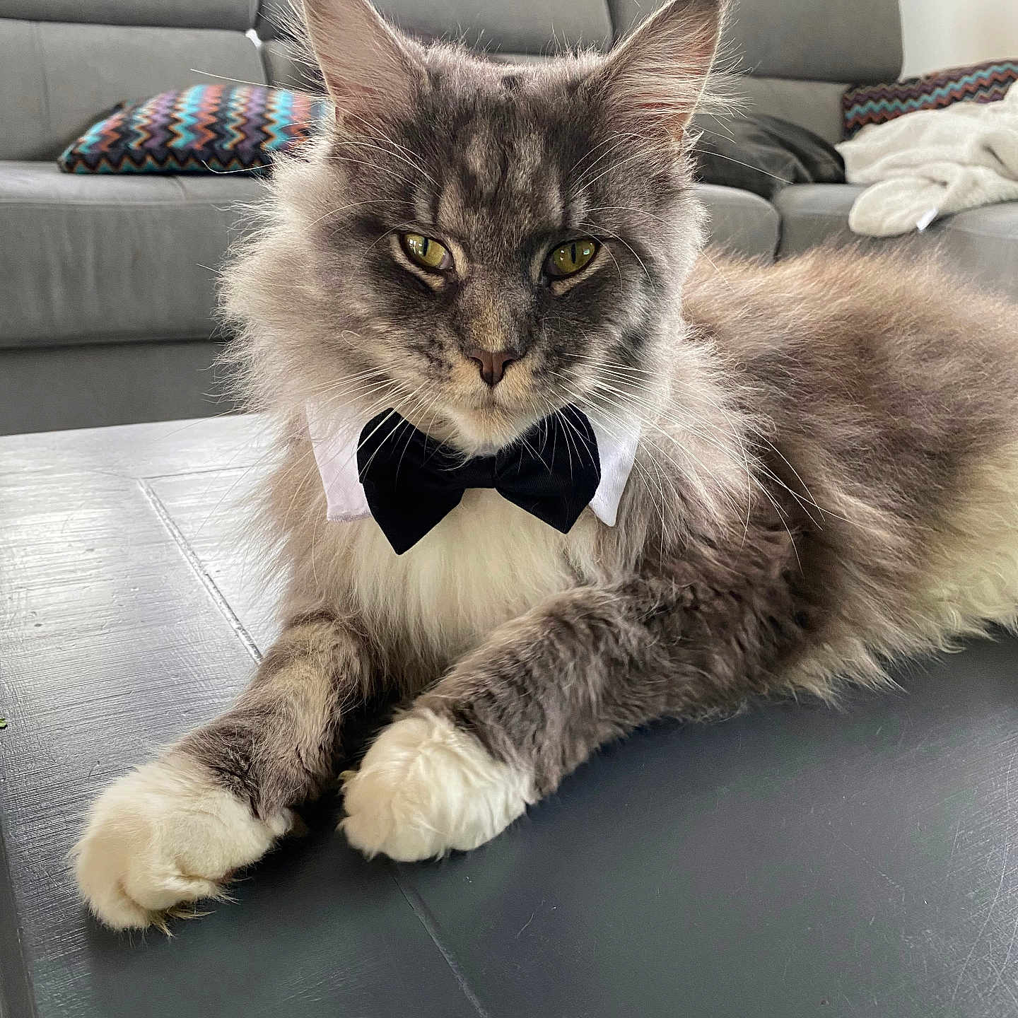 Tilt participe au concours pour gagner de l'argent avec cette photo : accessories, animal, architecture, bowtie, building, cat, couch, cushion, formalwear, furniture, homedecor, indoors, interiordesign, kitten, livingroom, manx, pet, room, table, tie