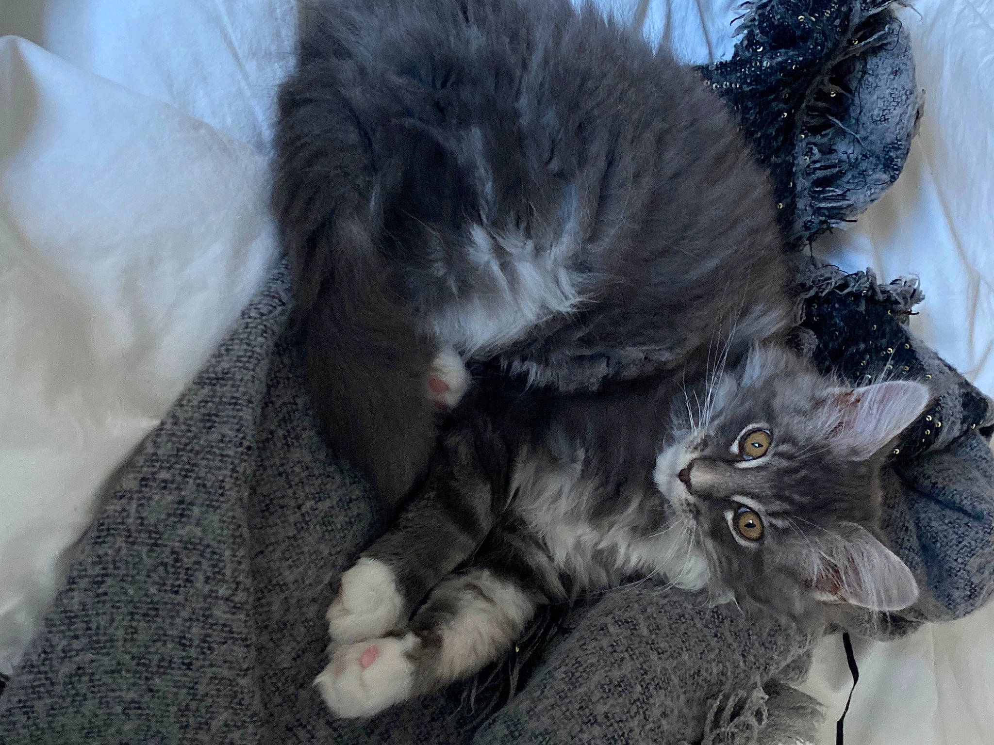 Tilt a rejoint le concours — aidez-le/la à gagner de superbes lots ! black_cat, carnivore, cat, claw, comfort, domestic_short_haired_cat, felidae, fur, grey, nap, paw, small_to_medium_sized_cats, snout, tail, whiskers