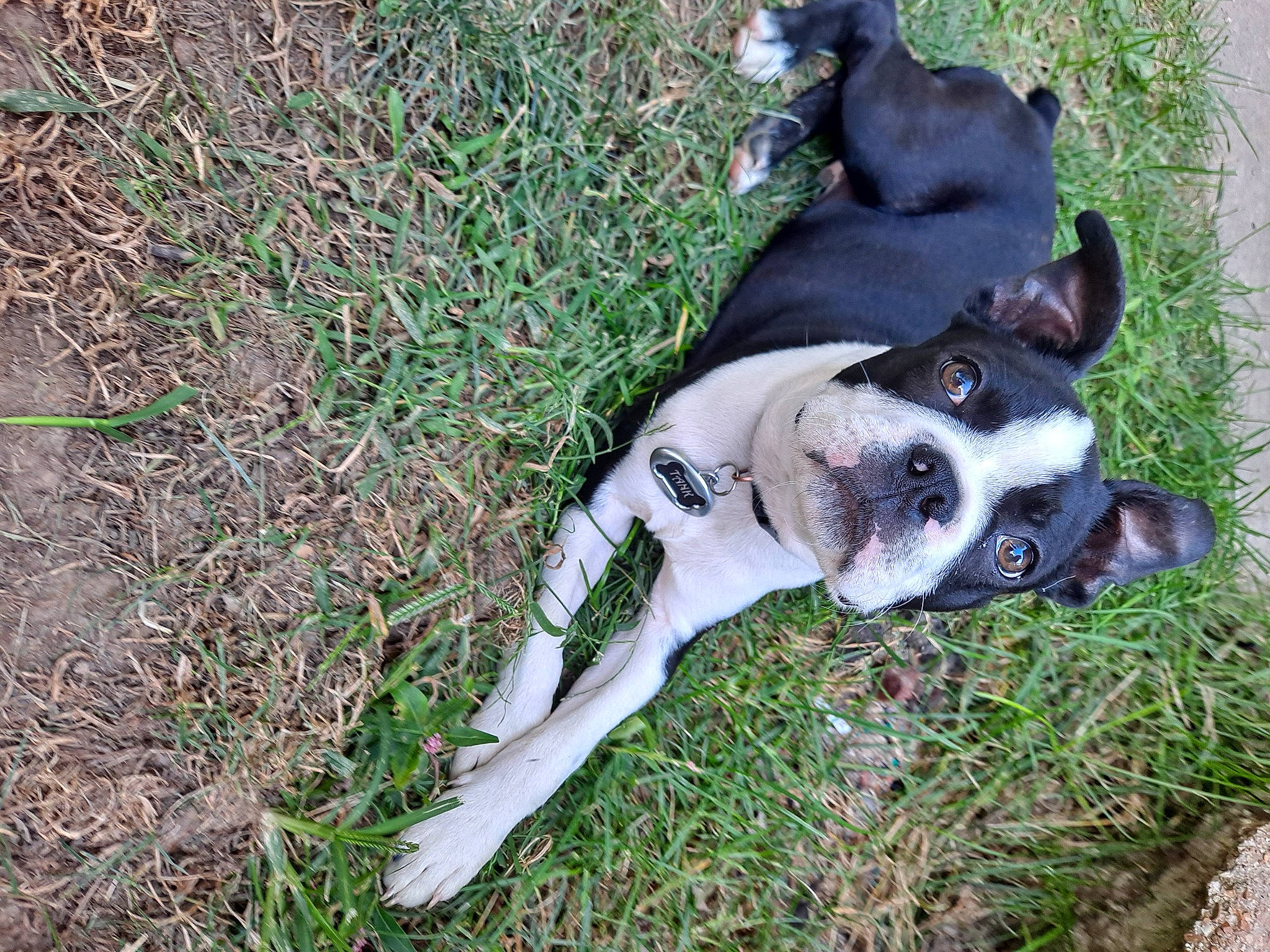 Maverick is registered to the contest to win money with this photo: canidae, carnivore, companion_dog, dog, dog_breed, dog_supply, fawn, grass, groundcover, non_sporting_group, plant, snout, sporting_group, tail, terrestrial_animal, whiskers, working_animal, working_dog