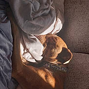 Savannah is registered to the contest to win money with this photo: comfort, companion_dog, darkness, dog, dog_breed, elbow, felidae, flooring, fur, human_leg, knee, linens, paw, sitting, small_to_medium_sized_cats, tints_and_shades, whiskers, wood, working_animal, wrinkle