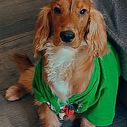 Buzz joined the competition — help win amazing prizes! adorable, animal, brown_fur, canine, cozy, cute, dog, domestic, ears, face, floor, fur, green_shirt, indoor, looking, pet, puppy, sitting, wooden_floor, young_dog
