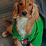 adorable, animal, brown_fur, canine, cozy, cute, dog, domestic, ears, face, floor, fur, green_shirt, indoor, looking, pet, puppy, sitting, wooden_floor, young_dog