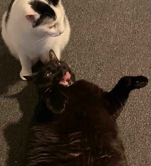 Skunk joined the competition — help win amazing prizes! black_cat, bombay, carnivore, cat, claw, comfort, darkness, domestic_short_haired_cat, felidae, foot, fur, paw, shadow, small_to_medium_sized_cats, snout, tail, terrestrial_animal, tints_and_shades, vertebrate, whiskers