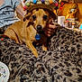 blanket, brown_dog, casual_clothing, colorful_hat, cozy, decor, dog, hand, home, indoor, patterned_blanket, person, pet, plush_toy, relaxed, seated, small_dog, sombrero, stuffed_animal, toy