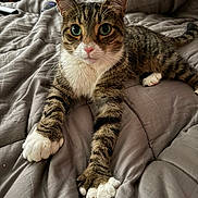 Knuckles is registered to the contest to win money with this photo: cat, tabby_cat, pet, animal, indoor, bed, blanket, fur, whiskers, paws, green_eyes, cute, relaxed, resting, mammal, feline, looking_at_camera, domestic_animal, cozy, sleeping_area