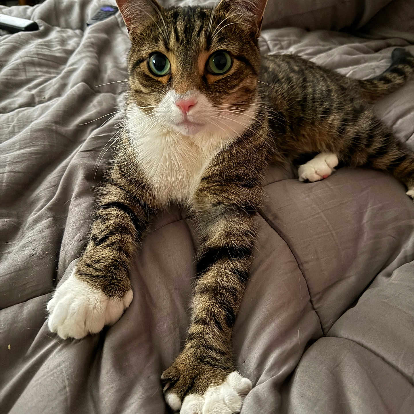 Knuckles is registered to the contest to win money with this photo: cat, tabby_cat, pet, animal, indoor, bed, blanket, fur, whiskers, paws, green_eyes, cute, relaxed, resting, mammal, feline, looking_at_camera, domestic_animal, cozy, sleeping_area
