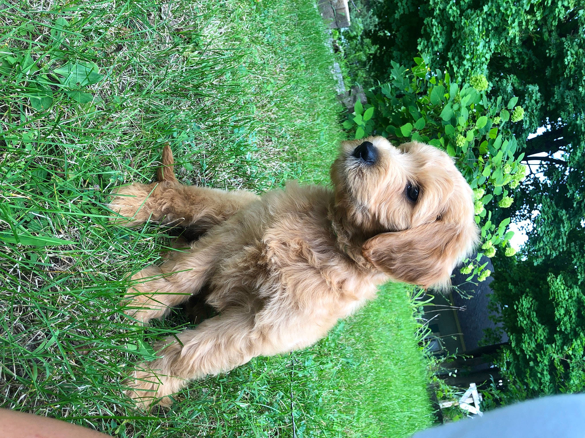 Freddie joined the competition — help win amazing prizes! cairn_terrier, canidae, carnivore, companion_dog, dog, dog_breed, dutch_smoushond, fawn, glen_of_imaal_terrier, irish_soft_coated_wheaten_terrier, mammal, norfolk_terrier, norwich_terrier, puppy, rare_breed_dog, small_terrier, sporting_group, sporting_lucas_terrier, terrier, welsh_terrier