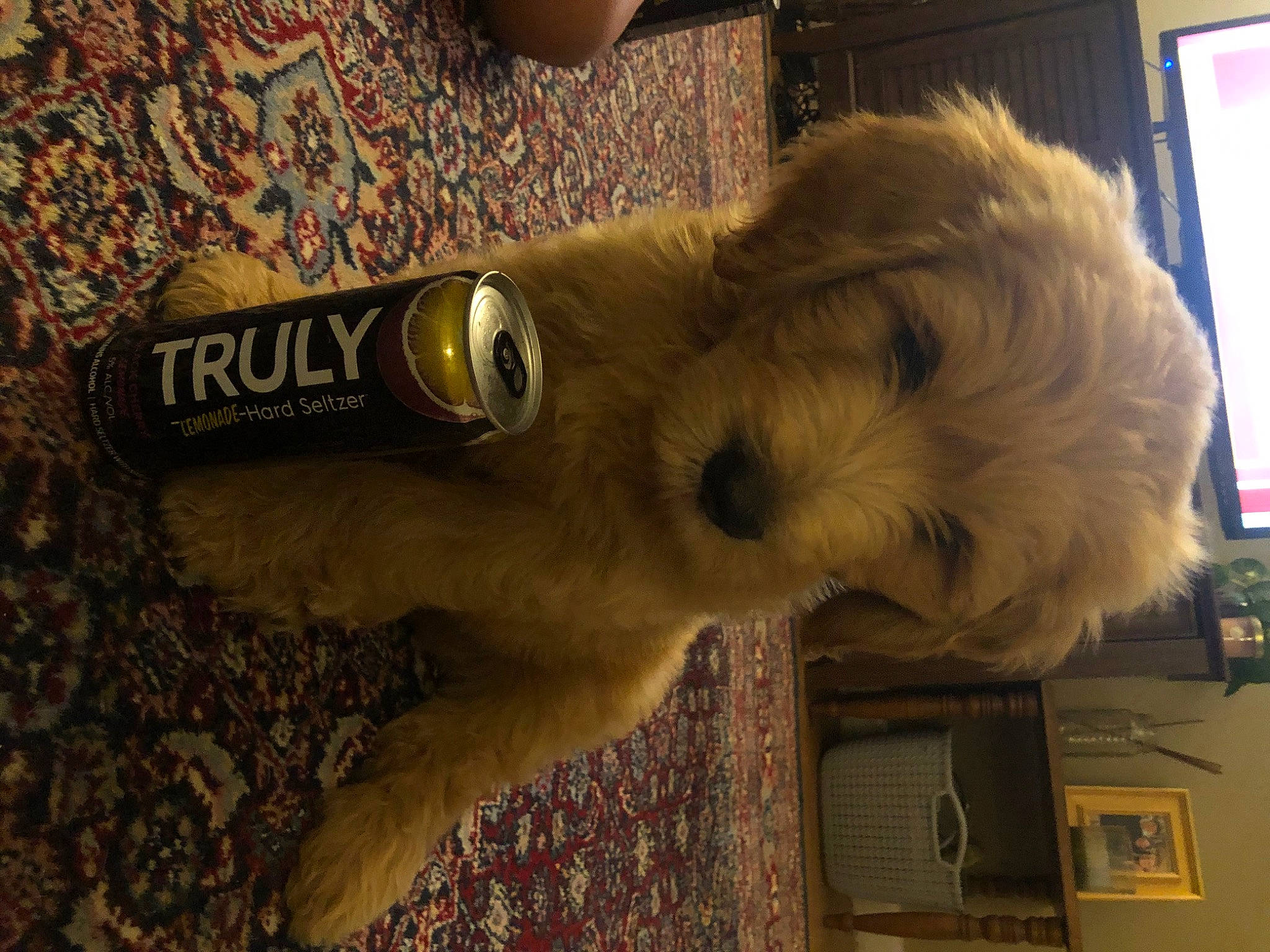 Freddie is registered to the contest to win money with this photo: canidae, carnivore, cavachon, cavapoo, cockapoo, companion_dog, dog, dog_breed, goldendoodle, puppy, schnoodle, snout, sporting_group, tibetan_terrier