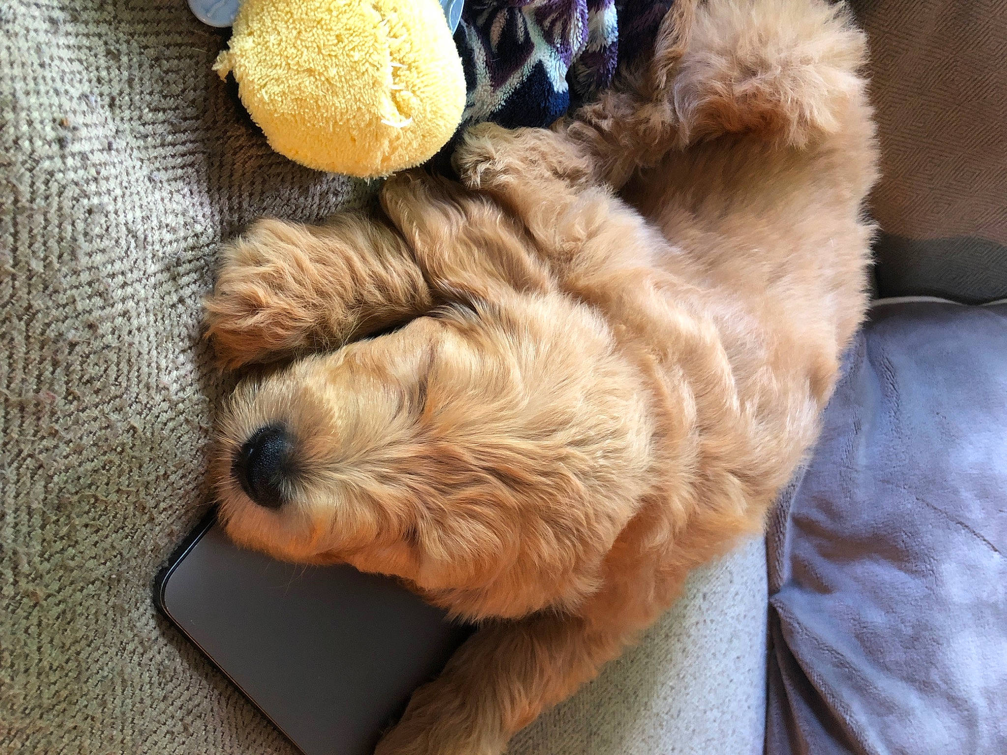 Freddie is registered to the contest to win money with this photo: canidae, carnivore, cavapoo, cockapoo, companion_dog, dog, dog_breed, dutch_smoushond, fur, goldendoodle, irish_soft_coated_wheaten_terrier, labradoodle, nap, paw, puppy, puppy_love, schnoodle, snout, sporting_group, terrier