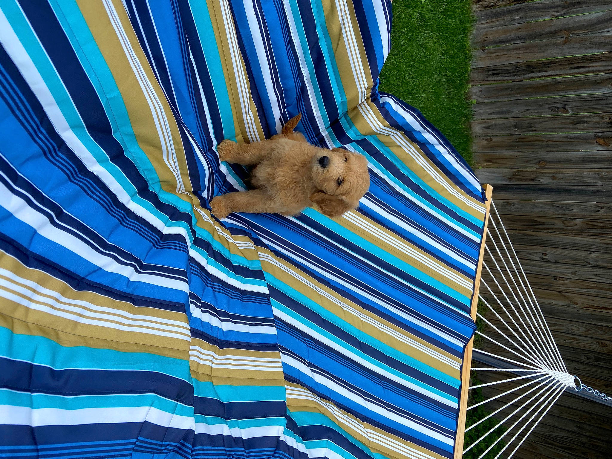 Freddie joined the competition — help win amazing prizes! blue, fawn, hammock, hamster, interior_design, muroidea, rodent, textile