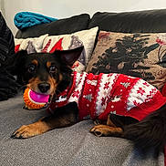 Rocky a rejoint le concours — aidez-le/la à gagner de superbes lots ! animal, black, brown, cheerful, christmas, couch, cozy, dog, fur, holiday, home, indoor, pet, pillows, playful, red, resting, sweater, toy, white