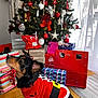 Rocky participe au concours pour gagner de l'argent avec cette photo : black_dog, brown_dog, celebration, christmas_ornaments, christmas_tree, curtains, decorations, dog, festive, festive_clothing, gift_wrap, holiday, holiday_season, indoor, lights, presents, red_bow, santa_outfit, window, wooden_floor