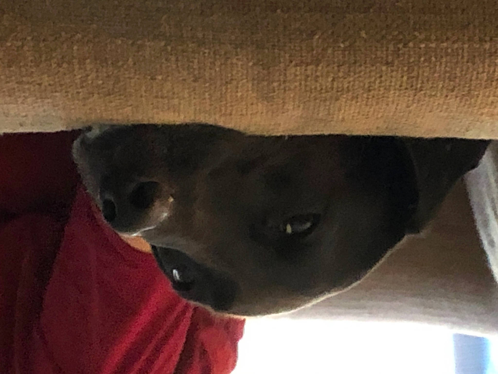 Friday joined the competition — help win amazing prizes! carnivore, dog, dog_breed, fawn, fur, snout, sporting_group, terrestrial_animal, tints_and_shades, whiskers, window, working_animal