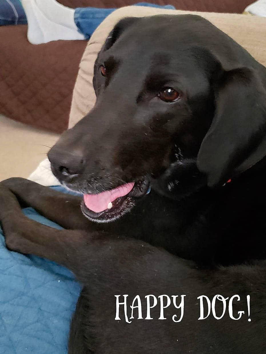 Friday joined the competition — help win amazing prizes! borador, canidae, carnivore, collar, comfort, companion_dog, couch, dog, dog_breed, dog_collar, fur, gun_dog, liver, pet_supply, photo_caption, sleeper_chair, snout, sporting_group, whiskers, working_animal