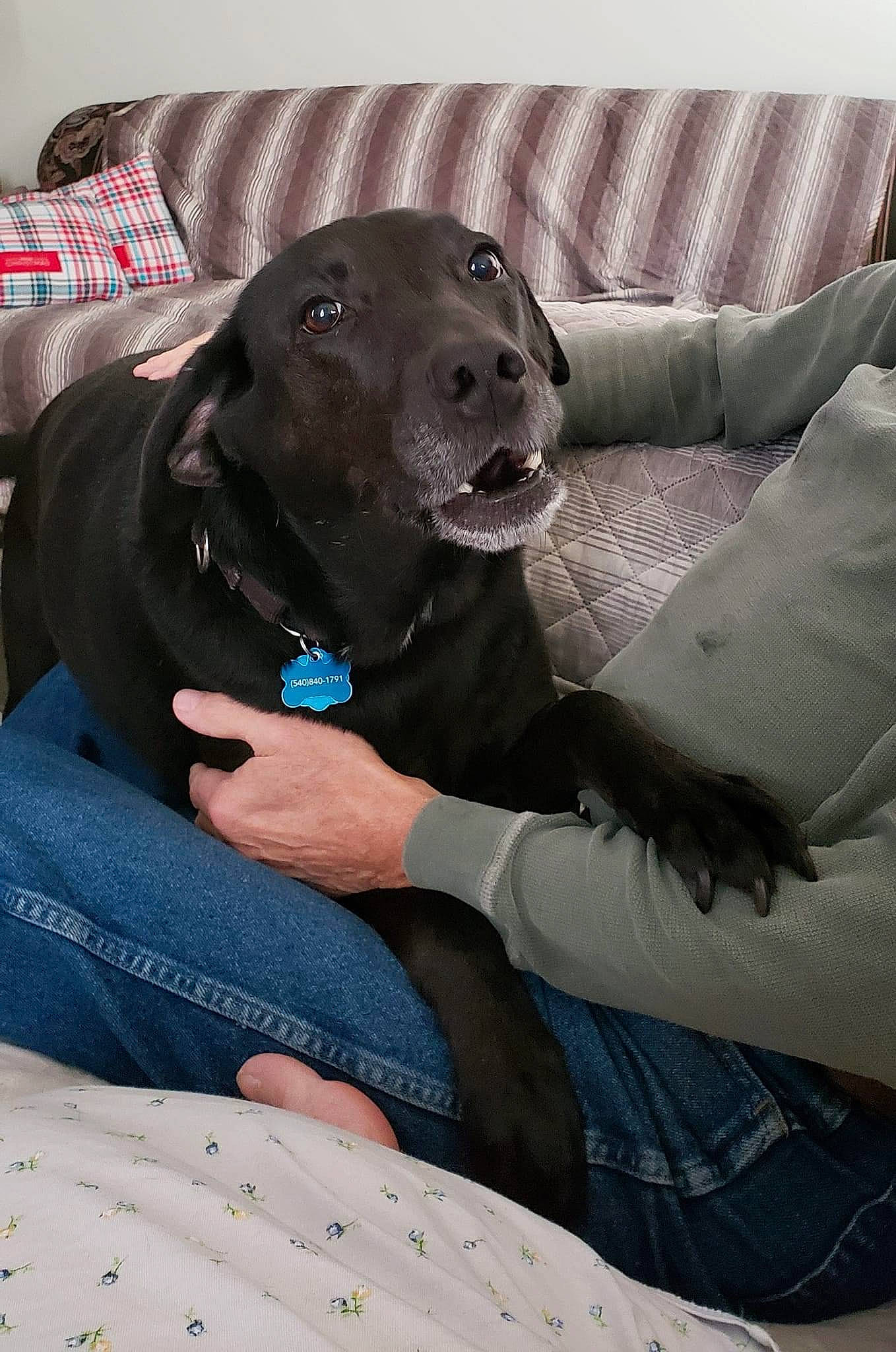 Friday joined the competition — help win amazing prizes! canidae, carnivore, collar, comfort, companion_dog, couch, dog, dog_breed, dog_collar, fur, gesture, grey, guard_dog, linens, pattern, pillow, pointing_breed, sitting, sporting_group, working_animal