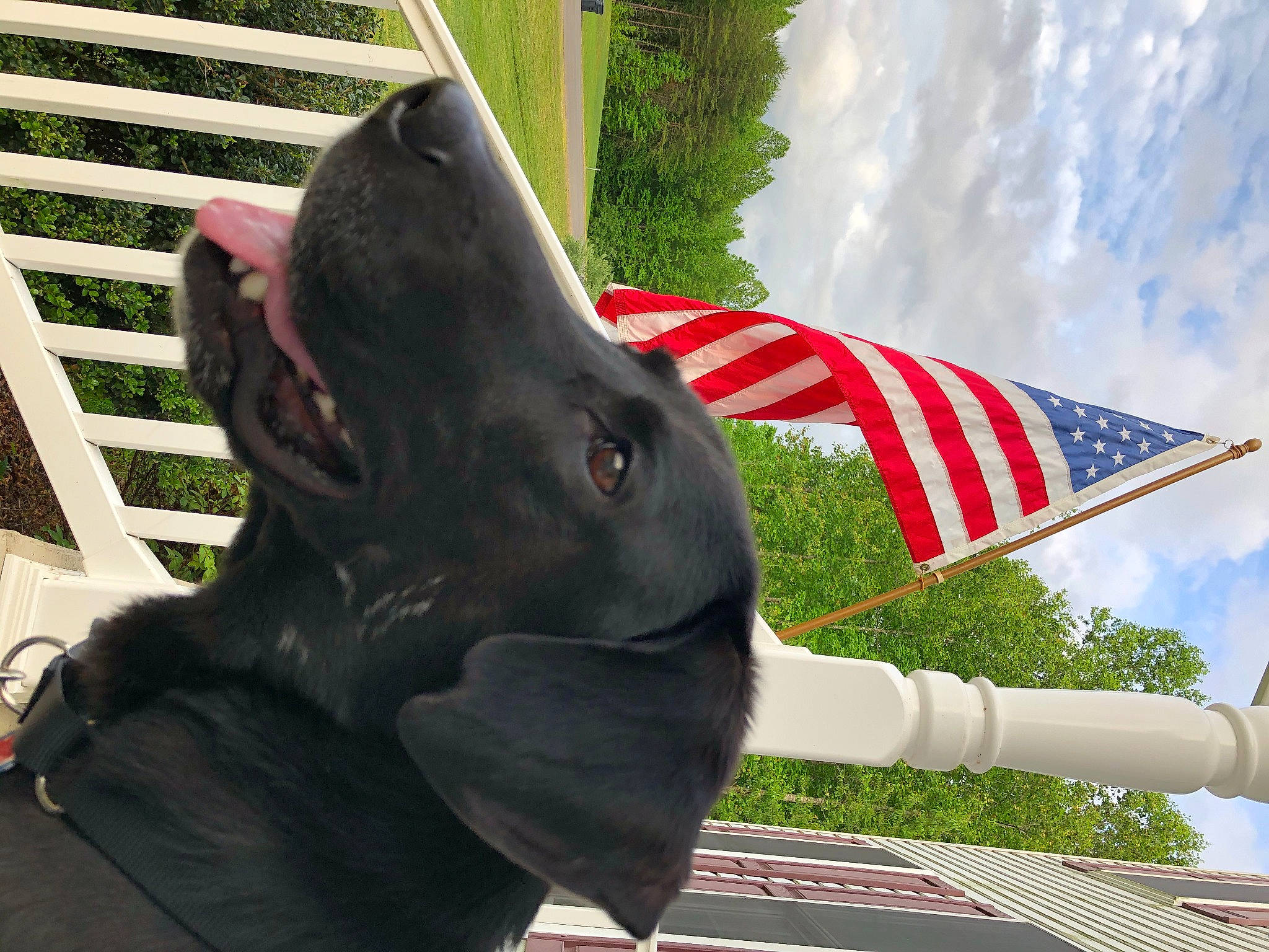 Friday joined the competition — help win amazing prizes! art, automotive_wheel_system, carmine, cloud, cumulus, event, fashion_accessory, flag, flag_of_the_united_states, grass, green, plant, pole, sculpture, sky, snout, tail, terrestrial_animal, toy, working_animal