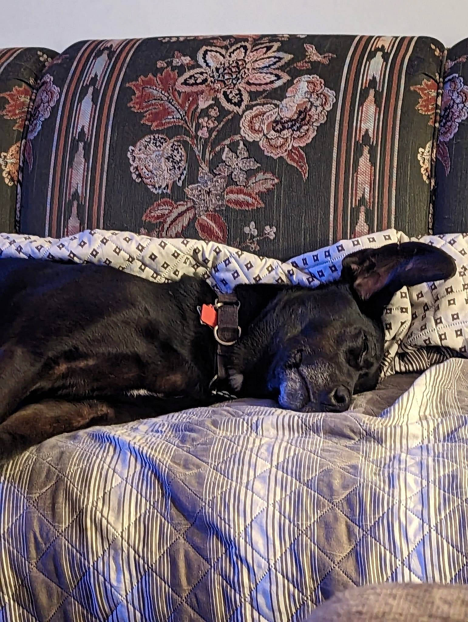 Friday is registered to the contest to win money with this photo: bedding, bedroom, carnivore, comfort, companion_dog, couch, dog, dog_breed, electric_blue, flooring, interior_design, linens, pattern, purple, rectangle, room, studio_couch, textile, tints_and_shades, working_animal