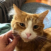 Tom is registered to the contest to win money with this photo: cat, orange_cat, white_cat, pet, animal, indoor, hand, scratching, close_up, fur, whiskers, pink_nose, cozy, couch, rug, relaxed, domestic_cat, mammal, feline, cute