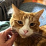 cat, orange_cat, white_cat, pet, animal, indoor, hand, scratching, close_up, fur, whiskers, pink_nose, cozy, couch, rug, relaxed, domestic_cat, mammal, feline, cute