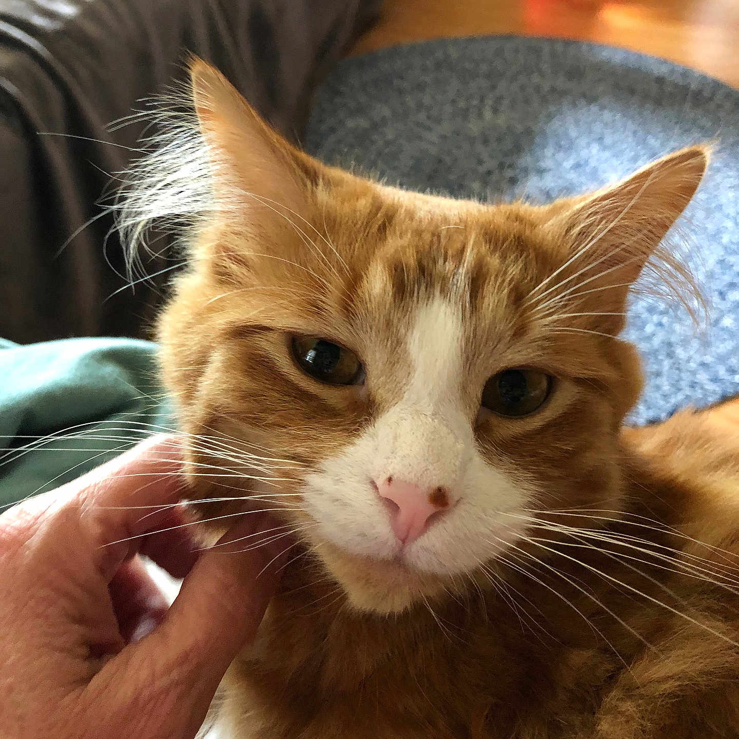 Tom