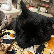 Bubulle a rejoint le concours — aidez-le/la à gagner de superbes lots ! animal, black_cat, cat, close_up, companion, cozy, cute, domestic, ears, fabric, furniture, home_decor, indoor, patterned_clothing, pet, relaxation, resting, sleeping, soft_lighting, whiskers
