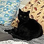 Bubulle a rejoint le concours — aidez-le/la à gagner de superbes lots ! black_cat, cat, pet, indoor, bed, pillow, striped_bedspread, floral_pattern, abstract_pattern, feline, animal, cozy, resting, curious, fur, whiskers, eyes, domestic_animal, comfort, home