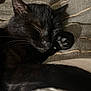black_cat, sleeping, paw, close_up, cozy, bed, blanket, fur, pet, indoor, resting, animal, feline, cute, relaxation, whiskers, soft_light, texture, peaceful, nap