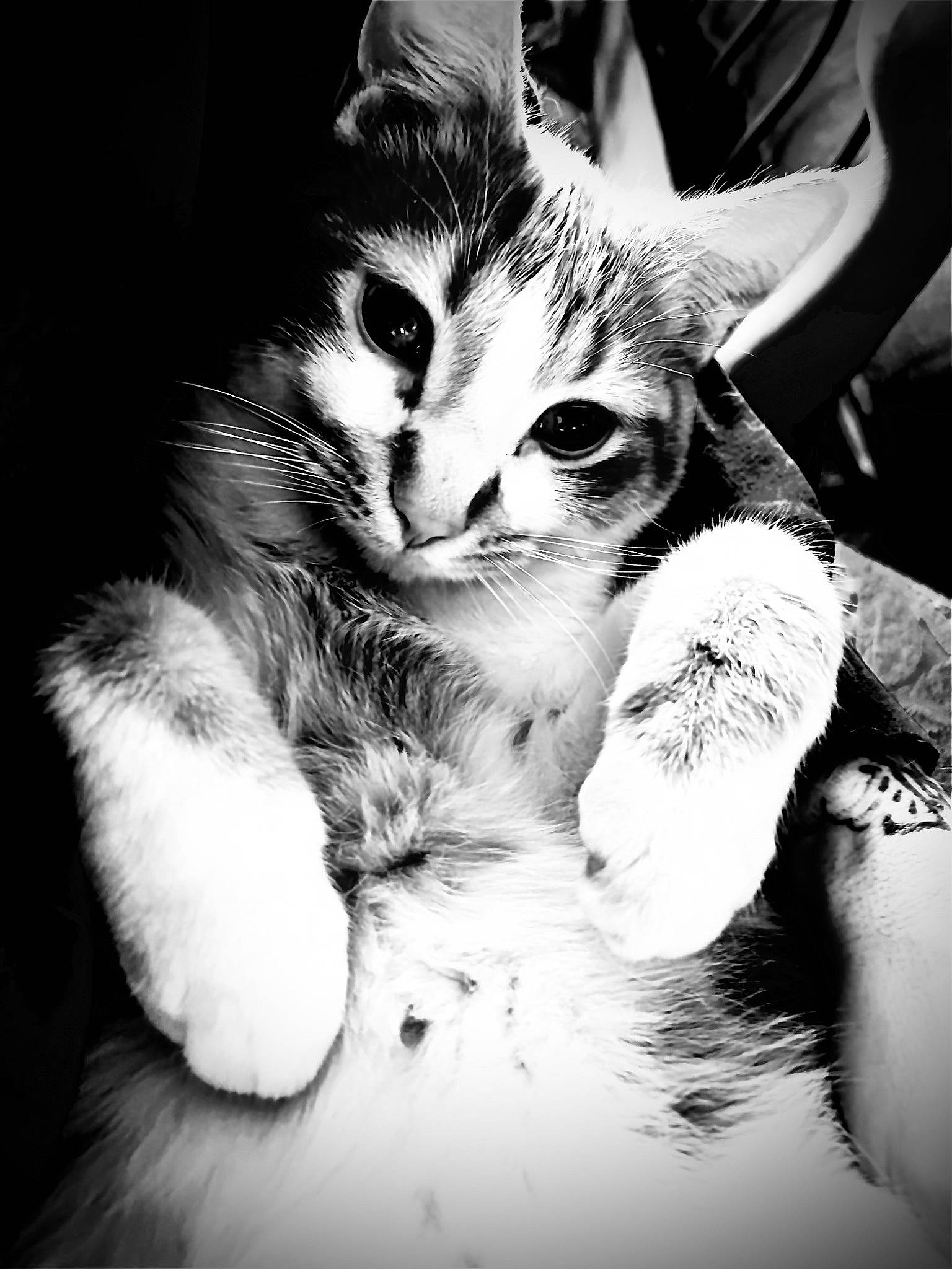 Jester joined the competition — help win amazing prizes! black_and_white, carnivore, cat, claw, close_up, cloud, domestic_short_haired_cat, felidae, fur, gesture, monochrome, monochrome_photography, paw, photo_caption, small_to_medium_sized_cats, snout, still_life_photography, style, tail, whiskers