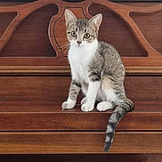 Aribo a rejoint le concours — aidez-le/la à gagner de superbes lots ! cat, kitten, tabby, wooden_piano, piano_bench, flower_arrangement, indoor, pet, animal, cute, curious, furniture, brown, white, sitting, decor, plant, ears, tail, eyes