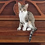 cat, kitten, tabby, wooden_piano, piano_bench, flower_arrangement, indoor, pet, animal, cute, curious, furniture, brown, white, sitting, decor, plant, ears, tail, eyes