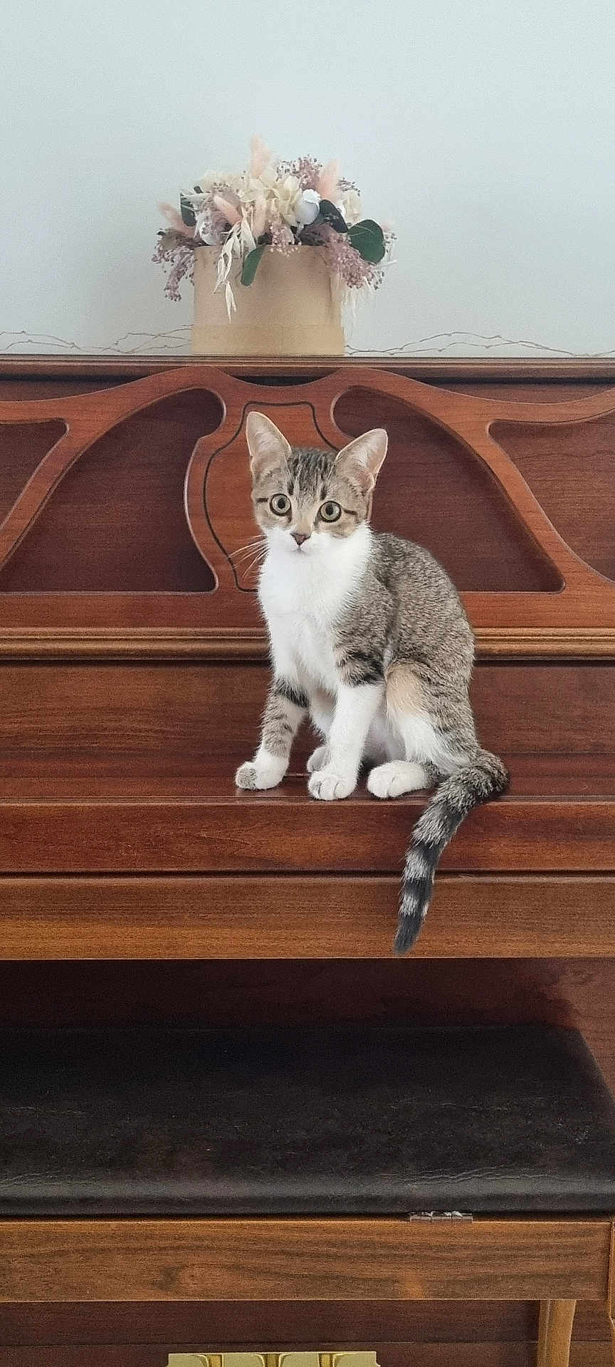 Aribo a rejoint le concours — aidez-le/la à gagner de superbes lots ! cat, kitten, tabby, wooden_piano, piano_bench, flower_arrangement, indoor, pet, animal, cute, curious, furniture, brown, white, sitting, decor, plant, ears, tail, eyes