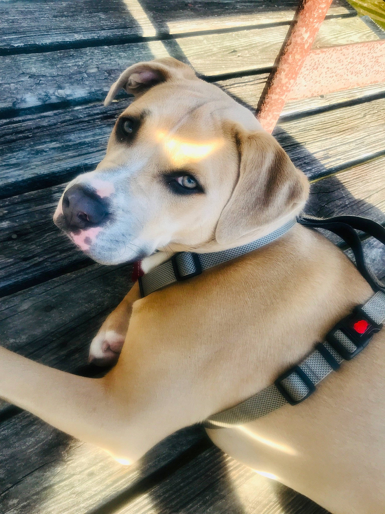 Wrangler joined the competition — help win amazing prizes! canidae, carnivore, collar, companion_dog, dog, dog_breed, dog_collar, dog_supply, fawn, fence, fur, leash, lifejacket, pet_supply, snout, sporting_group, street_fashion, whiskers, wood, working_animal