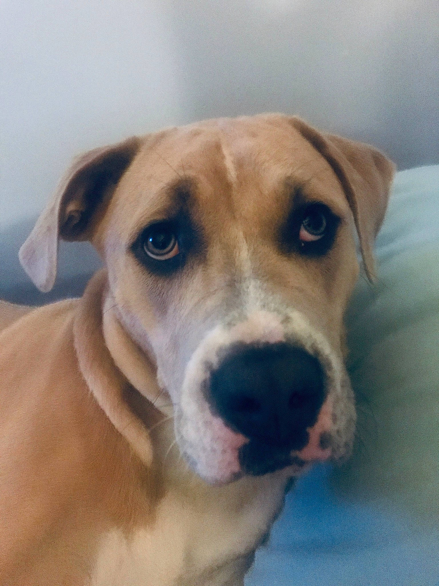 Wrangler is registered to the contest to win money with this photo: ancient_dog_breeds, carnivore, collar, companion_dog, dog, dog_breed, dog_collar, eye, fawn, fur, guard_dog, hunting_dog, pet_supply, snout, sporting_group, street_dog, terrestrial_animal, whiskers, working_animal, working_dog