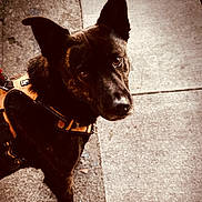 Shelby joined the competition — help win amazing prizes! dog, canine, pet, brindle_coat, harness, outdoor, sidewalk, curious, looking_up, ears, animal, walking, street, daylight, mammal, leash, closeup, brown, black, portrait