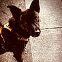 dog, canine, pet, brindle_coat, harness, outdoor, sidewalk, curious, looking_up, ears, animal, walking, street, daylight, mammal, leash, closeup, brown, black, portrait
