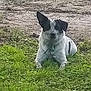 dog, grass, outdoor, animal, pet, black_and_white, fur, ear, lying_down, calm, nature, dirt_path, greenery, collar, canine, resting, daytime, background, container, ground