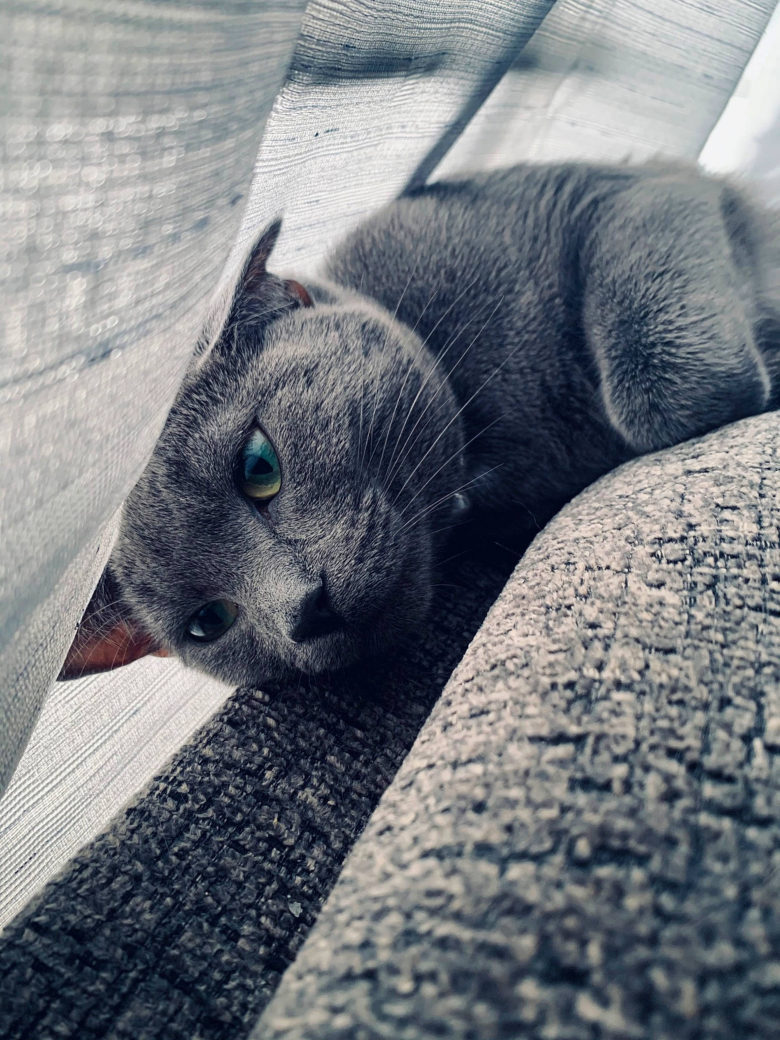 Khaleesi is registered to the contest to win money with this photo: asphalt, automotive_tire, carnivore, cat, cloud, comfort, domestic_short_haired_cat, eye, felidae, grey, human_leg, meteorological_phenomenon, road_surface, small_to_medium_sized_cats, snout, tail, tints_and_shades, tree, whiskers, wood