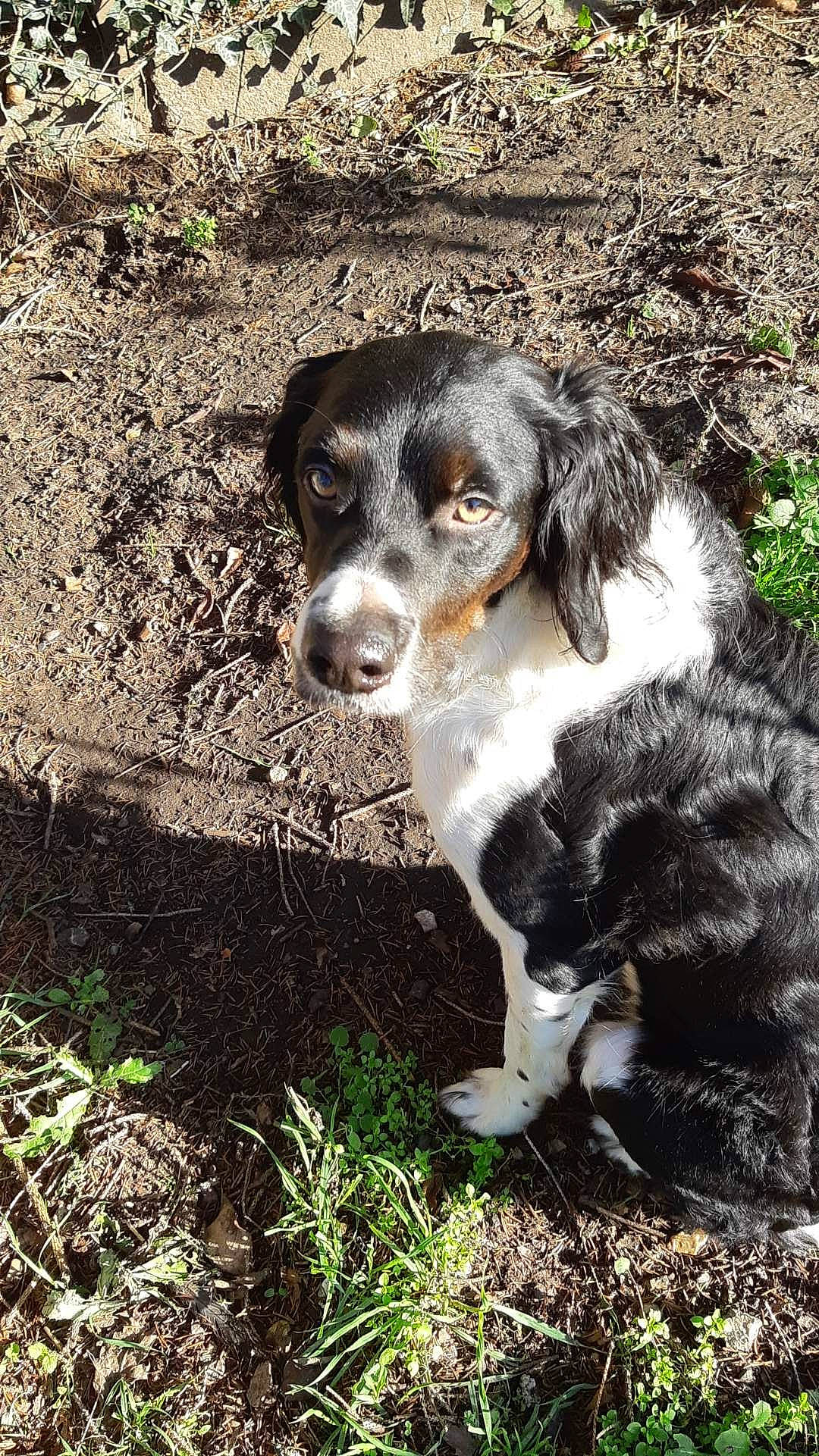 Eliot participe au concours pour gagner de l'argent avec cette photo : canidae, carnivore, companion_dog, dog, dog_breed, fur, grass, gun_dog, hunting_dog, plant, puppy, soil, spaniel, terrestrial_animal, whiskers, working_animal, working_dog