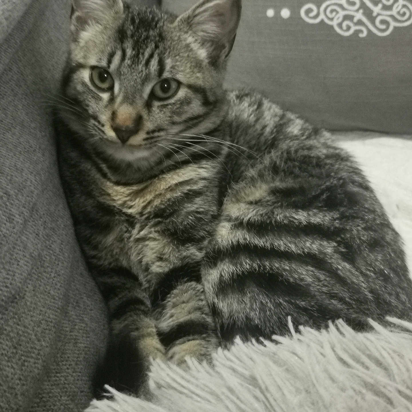 Leiya