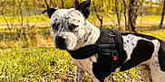 Pearl a rejoint le concours — aidez-le/la à gagner de superbes lots ! dog, black_and_white, spotted, outdoor, grass, trees, harness, gravel_path, nature, sunlight, canine, animal, daylight, leaves, park, pet, walking, summer, forest, scenery