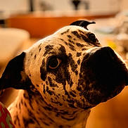 Pearl participe au concours pour gagner de l'argent avec cette photo : dog, close_up, spotted, pet, indoor, animal, portrait, curious, warm_lighting, cozy, face, domestic, mammal, ears, fur, canine, eyes, looking_up, blurred_background, household