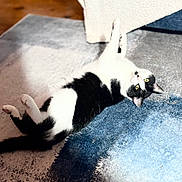 Luey is registered to the contest to win money with this photo: cat, black_and_white, lying_down, yellow_eyes, indoor, rug, floor, curious, pet, animal, feline, relaxed, cozy, soft_texture, home, domestic, whiskers, paws, fur, playful