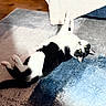 cat, black_and_white, lying_down, yellow_eyes, indoor, rug, floor, curious, pet, animal, feline, relaxed, cozy, soft_texture, home, domestic, whiskers, paws, fur, playful