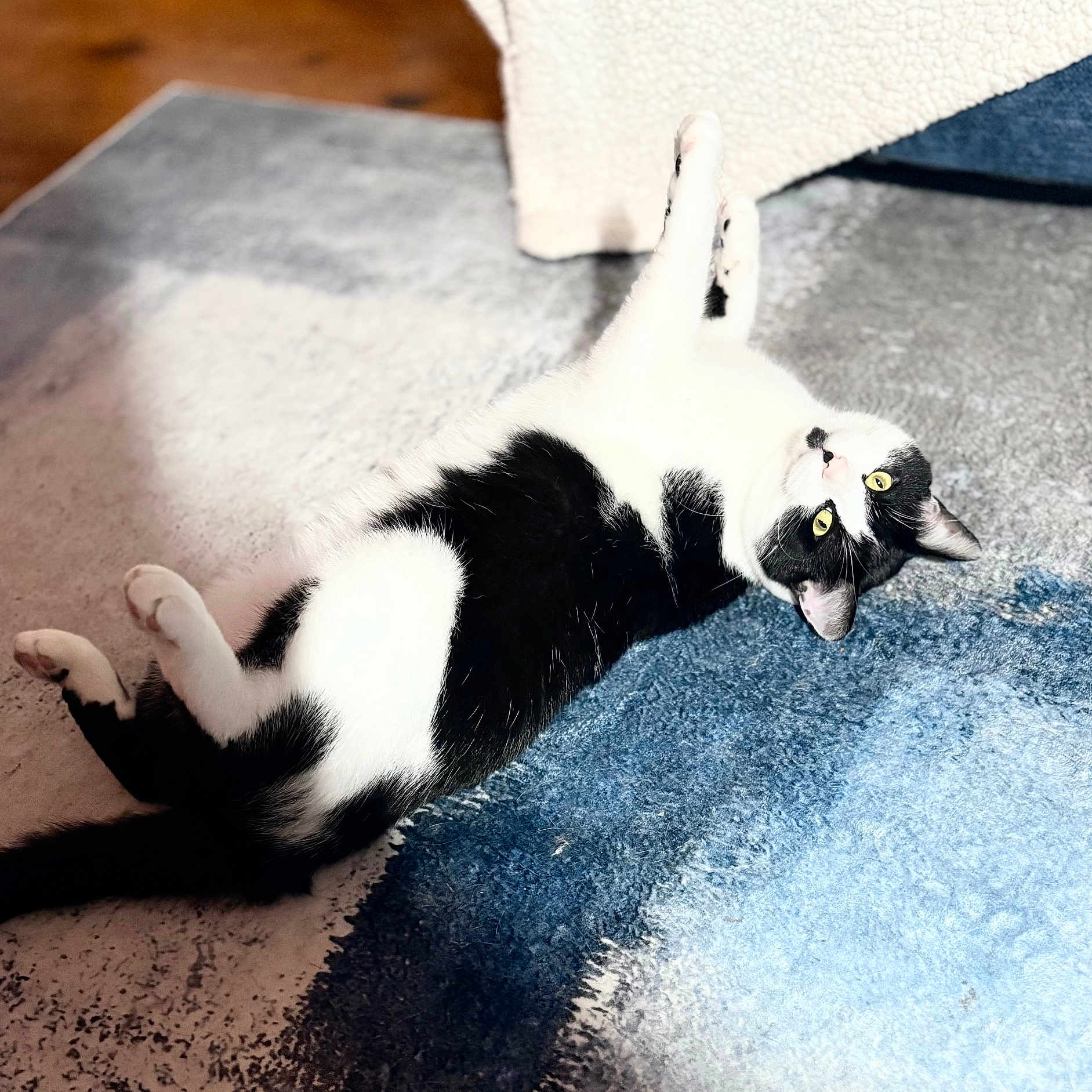 Luey is registered to the contest to win money with this photo: cat, black_and_white, lying_down, yellow_eyes, indoor, rug, floor, curious, pet, animal, feline, relaxed, cozy, soft_texture, home, domestic, whiskers, paws, fur, playful