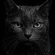 Gachette participe au concours pour gagner de l'argent avec cette photo : cat, close_up, black_and_white, water_droplets, wet_fur, animal, portrait, whiskers, intense_gaze, dark_background, feline, texture, macro, moody, sharp_focus, mystical, no_humans, no_text, animal_face, photography